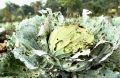 Эффективные способы защиты капусты от вредителей без химии
