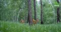В Бурятии засняли семейство косуль