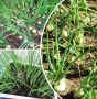 Секреты успешного посева лука Эксибишен