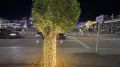 Деревья на ул. Ленина засветятся по-новому