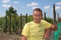 Заря Несветая в вашем саду: как выглядит и чем удивляет новый виноград