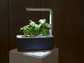 Искусственный свет для рассады: как выбрать лучший источник света