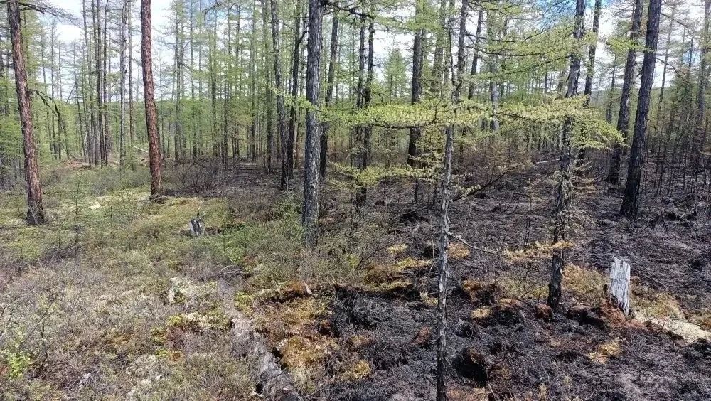 Прокуратура добивается возмещения ущерба, причиненного в результате лесных пожаров Прокуратура добивается возмещения ущерба, причиненного в результате лесных пожаров