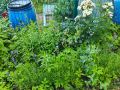 Секреты борьбы с вредителями на даче