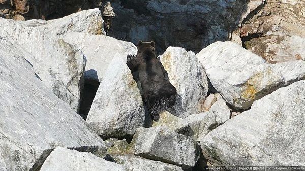 Медведь задавил корову в райцентре в Бурятии