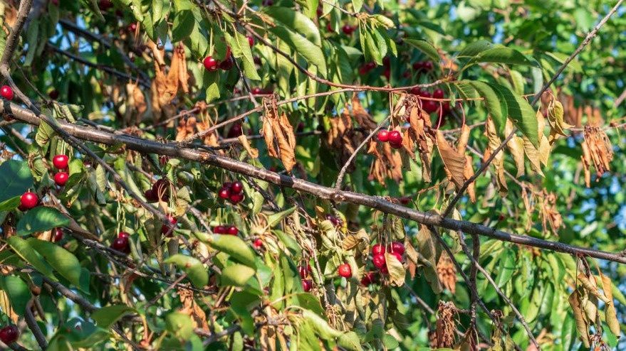 Три простых шага для защиты вишен от монилиоза осенью