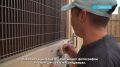 «ХвостРадар»: что делать, если потерялся питомец?