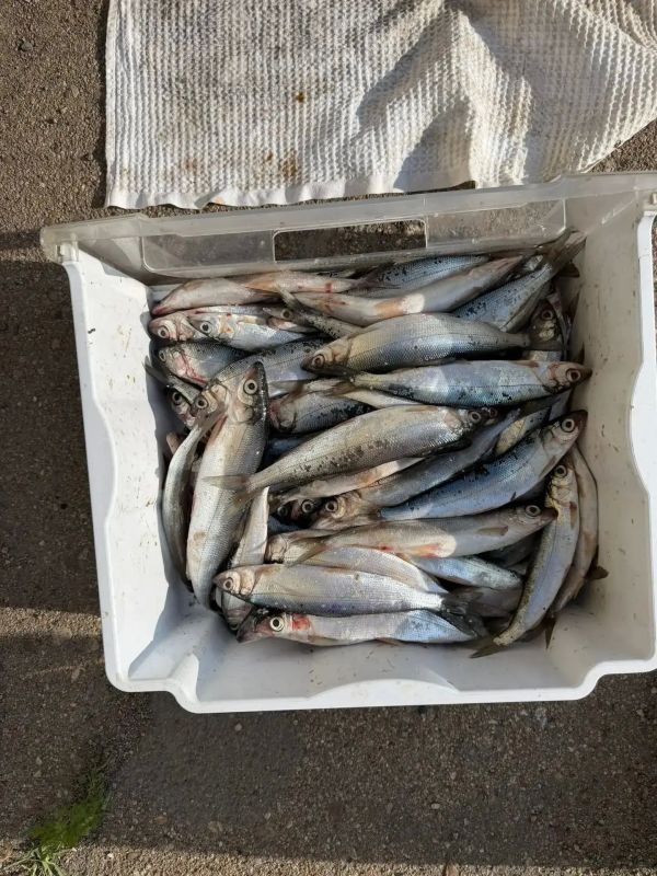 В УланУдэ задержали браконьера с партией байкальского омуля