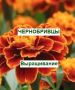 Секреты успешного выращивания чернобривцев