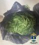 В Бурятии полицейские изъяли более 1 кг марихуаны
