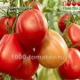 Томат «Французский поцелуй»: изысканный сорт с исключительным вкусом