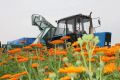 В Улан-Удэ обсудят, как превратить лекарственные растения в новую отрасль экономики