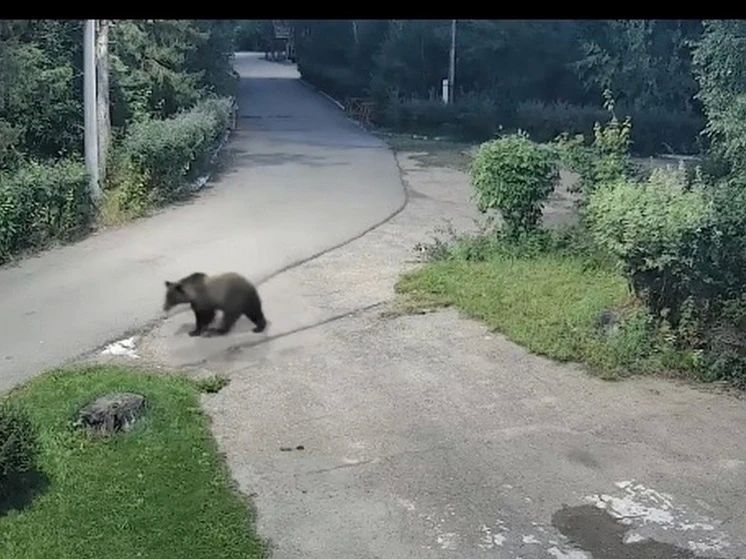 В Улан-Удэ пришел агрессивный медведь, которого застрелили