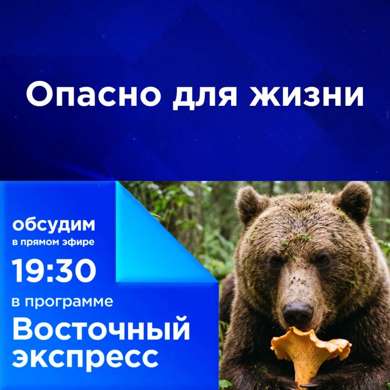 Опасно для жизни. В этом сезоне поход в лес за грибами и ягодами выглядит как неоправданный риск