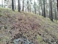 Бурприроднадзор отрегулировал 15 медведей за выходные