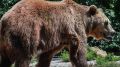 Раненый медведь напал на охотника во время засады возле жилых районов в Братске, сообщил мэр города