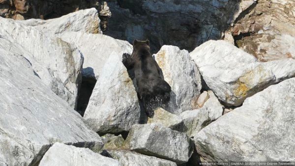 Следком занялся нападением медведя на мужчину в Бурятии