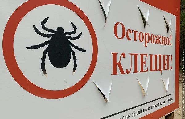 В Бурятии никак не уймутся клещи