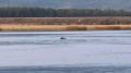 ������� �������� ���� �� 5 �����: � ������� ���������� ����-��������� �������� �� ��������