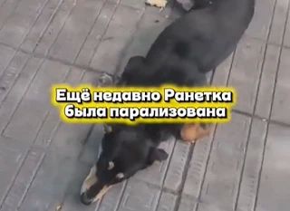 В Улан-Удэ спасают отравленную и парализованную собаку