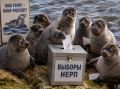 Кто голосует на Ушканьих островах? Нерпы не в счёт