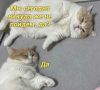 ������ ����). �� ������ ���������� ��������������, 20 �������� �� ����������: ������� � �����������, ����� ��� ���������� ������, ���� ������� ��������� �����