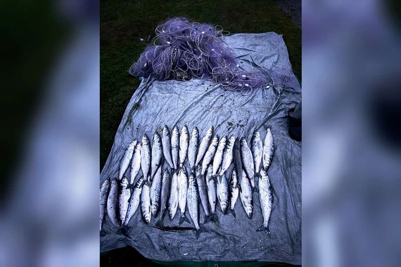 Более 30 омулей незаконно выловили на Байкале Более 30 омулей незаконно выловили на Байкале