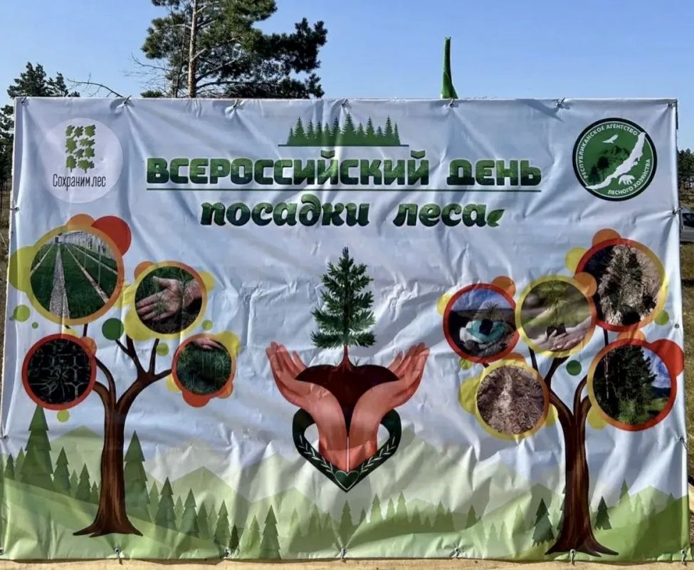 Лесу быть. В рамках всероссийской акции «Сохраним лес» были посажены сеянцы сосны обыкновенной с открытой корневой системой Лесу быть. В рамках всероссийской акции «Сохраним лес» были посажены сеянцы сосны обыкновенной с открытой корневой системой