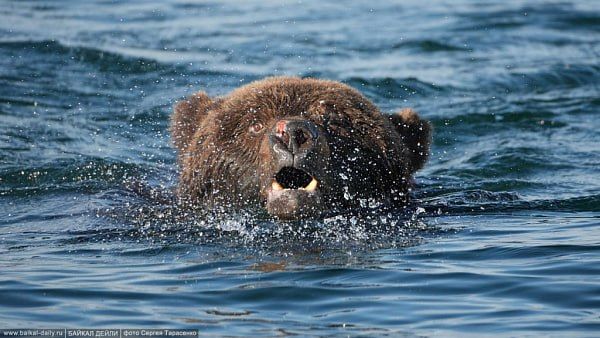 В селе Бурятии медведь разорвал корову