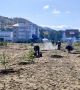 В Прибайкальском районе высадили молодые сосны