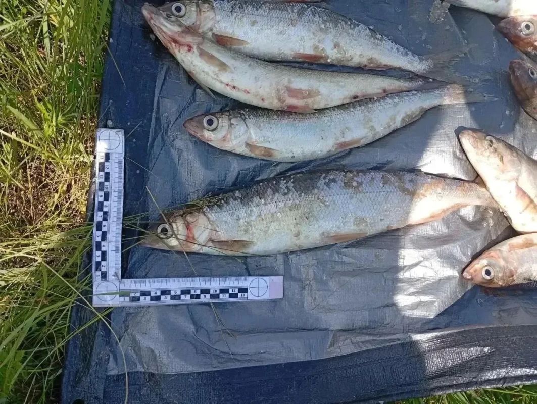 В Бурятии суд рассмотрит уголовное дело о незаконном приобретении значительного объема омуля – одного из главных природных символов озера Байкал В Бурятии суд рассмотрит уголовное дело о незаконном приобретении значительного объема омуля – одного из главных природных символов озера Байкал