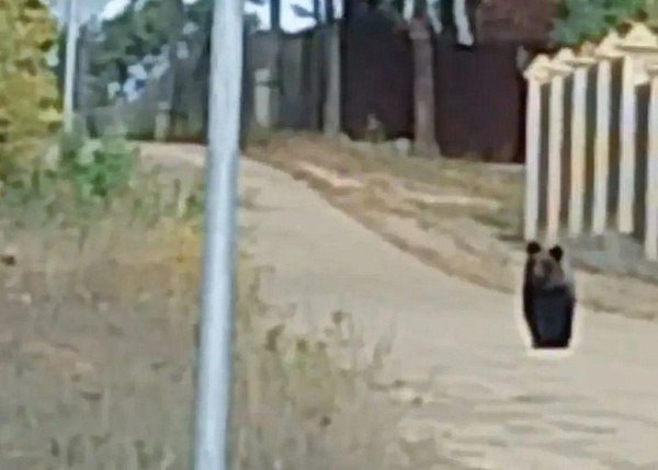 Жители Бурятии прогнали медведя из своего села