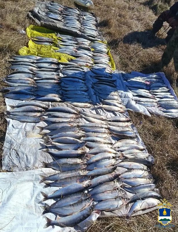 В Бурятии полицейские пресекли незаконную добычу байкальского омуля на сумму свыше 3 млн рублей В Бурятии полицейские пресекли незаконную добычу байкальского омуля на сумму свыше 3 млн рублей
