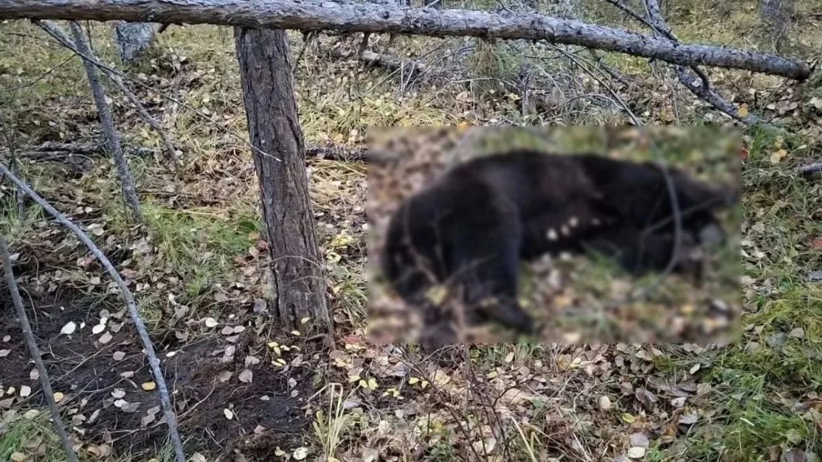 Медведь проник к работнику в жилой вагончик и жестоко растерзал его