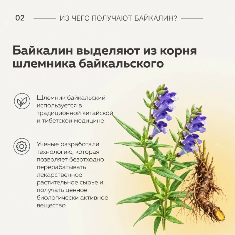 Ученые Бурятской ГСХА создали отечественный антиоксидант для БАДов и косметики Ученые Бурятской ГСХА создали отечественный антиоксидант для БАДов и косметики