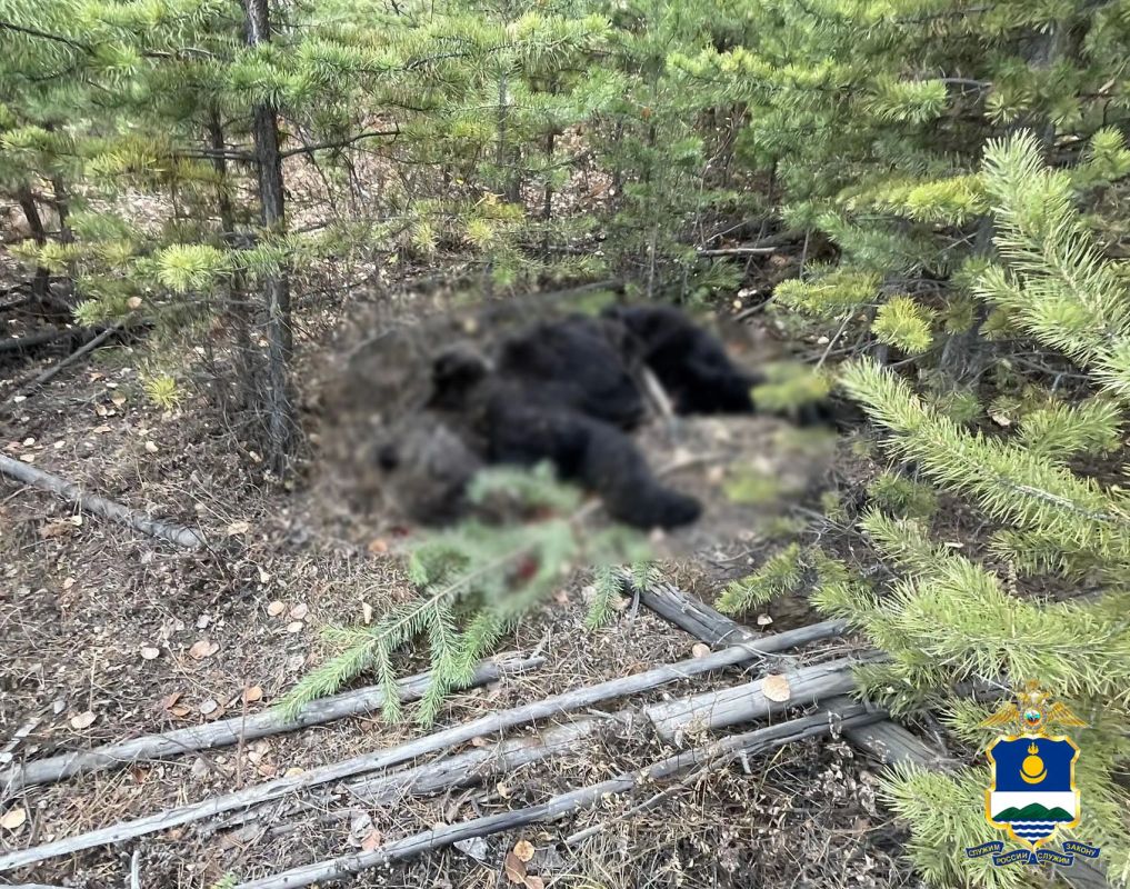 Полицейские в пригороде Северобайкальска обезвредили агрессивного медведя Полицейские в пригороде Северобайкальска обезвредили агрессивного медведя