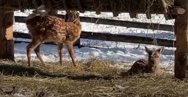 Оленята из Этномузея в Улан-Удэ получили необычные имена