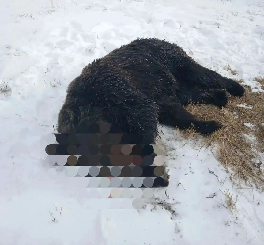 Медведя ликвидировали возле села в Бурятии