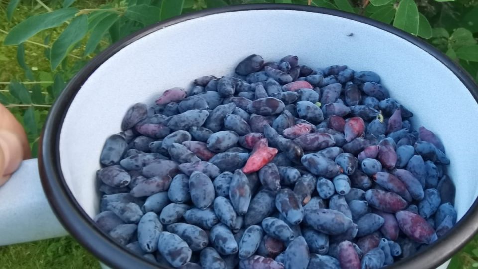 Секрет сладкой жимолости: как получить идеальный урожай по методам сибирского агронома