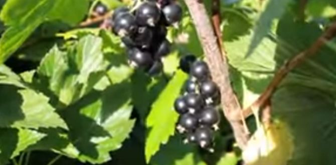 Выращивание смородины: секреты успешного размножения отводками