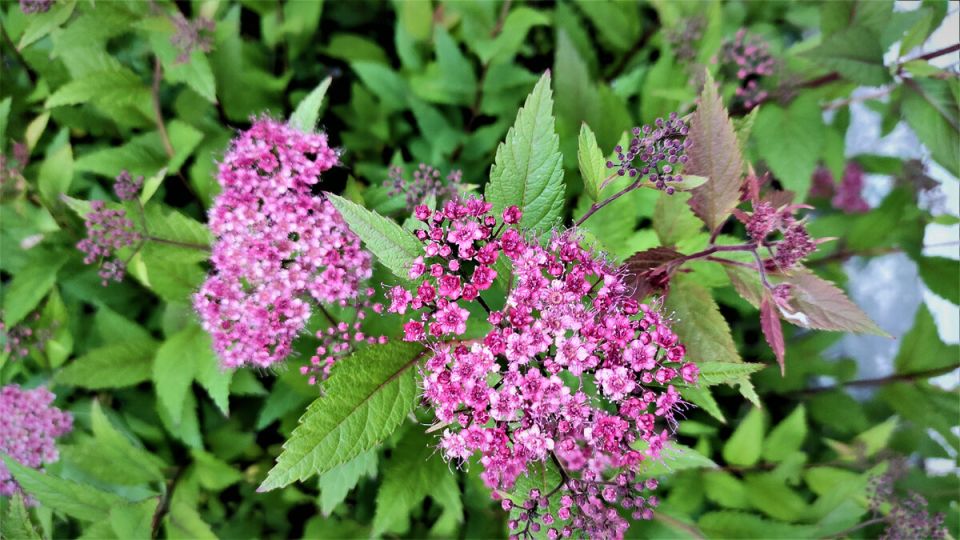 Декоративные кустарники для шикарного сада: выбираем цветущие варианты