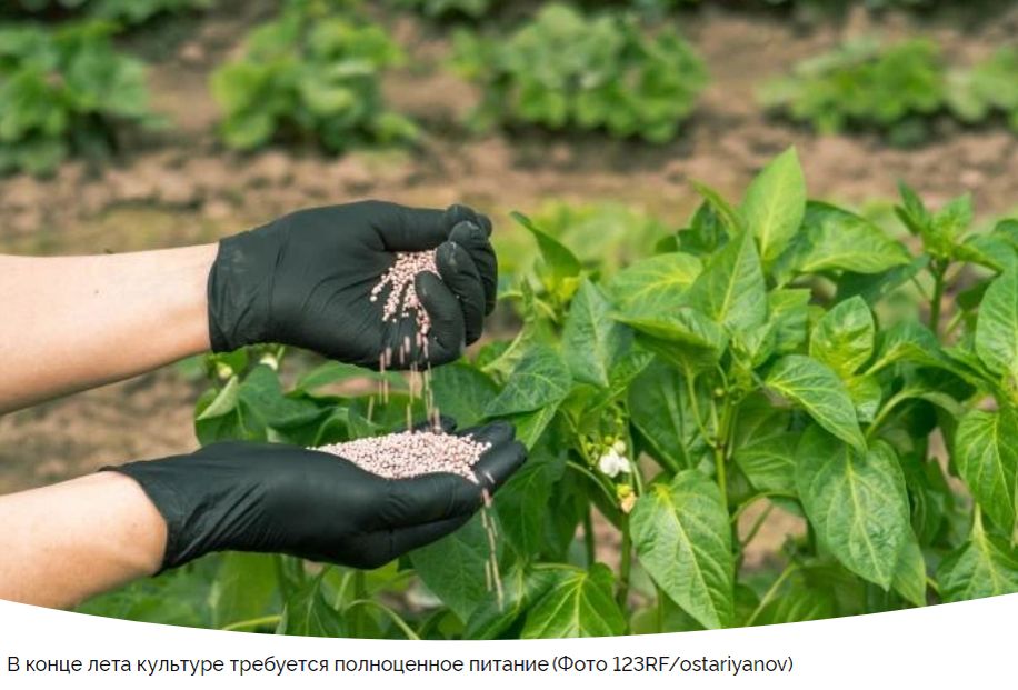 Секреты успешного ухода за болгарским перцем в августе