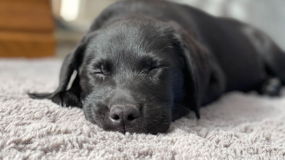 Если пылесос не справляется: очистить ковер от шерсти питомцев поможет эта хитрость