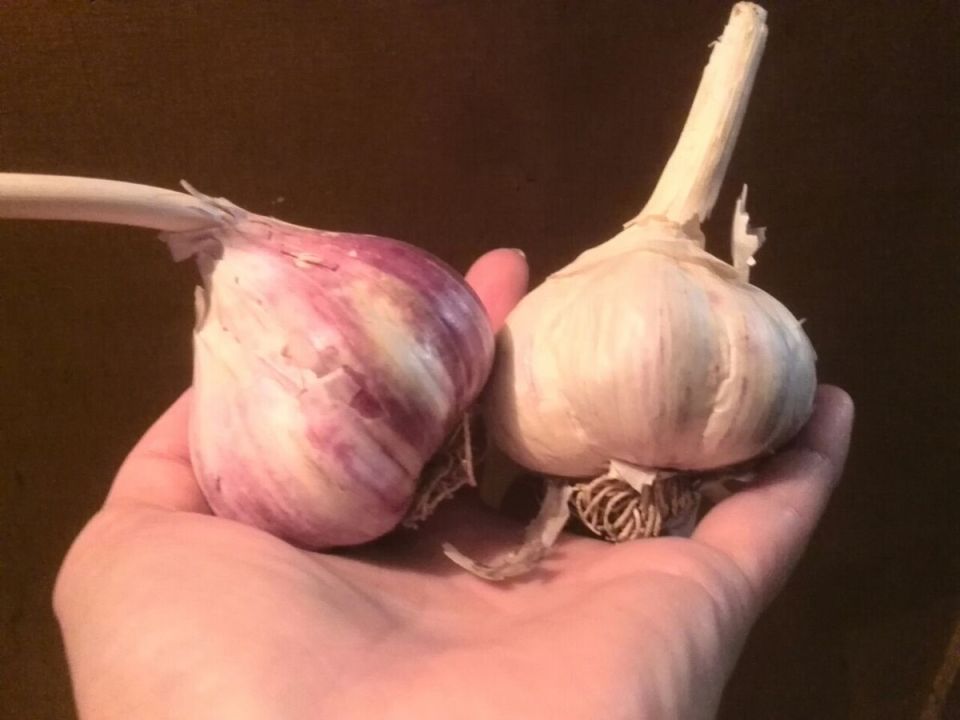 Секреты крупного чеснока: как добиться богатого урожая