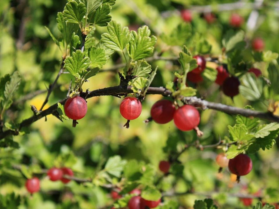 Как удобрения для крыжовника могут увеличить урожай: секреты успешного сада