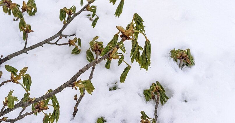 Как спасти свой сад от возвратных заморозков: рекомендации экспертов