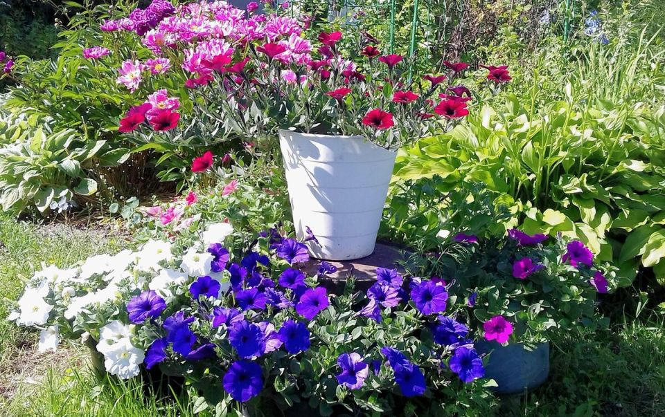 Секреты успешного выращивания петуний: новые сорта и советы для садоводов