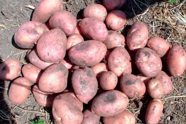 Как вырастить картофель сорта Алёна: секреты и советы