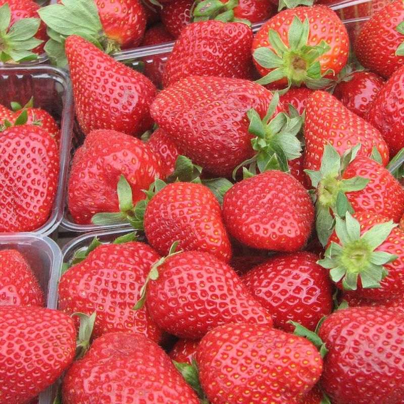 Клубничное приключение: как вырастить сладкие ягоды из семян