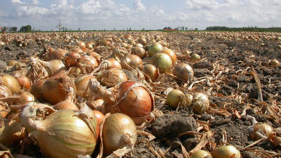 ��� �������� �������� ������ ����: ��� ������� �������� �� ����� �����